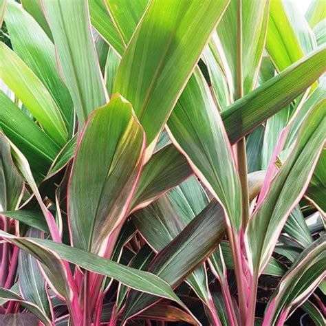 Rhoeo Stripe Me Pink Flowers And Foliage Colour Ground Covers