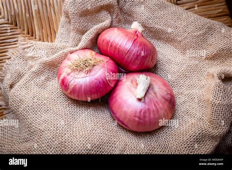 La Cipolla Rossa Dolce Di Tropea Immagini E Fotografie Stock Ad Alta