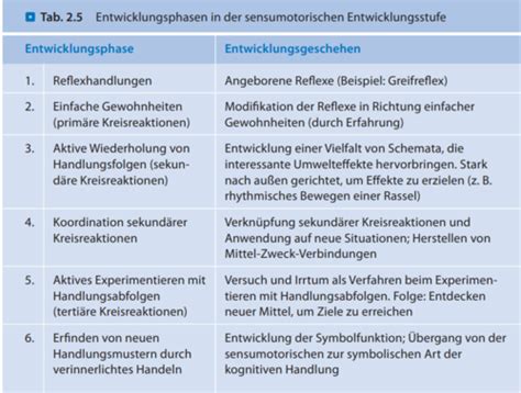 Piaget I Phasen Der Kognitiven Entwicklung Karteikarten Quizlet