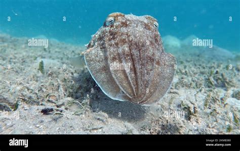 Sepia Pharaonis Mollusks Type Of Mollusk Head Footed Mollusks