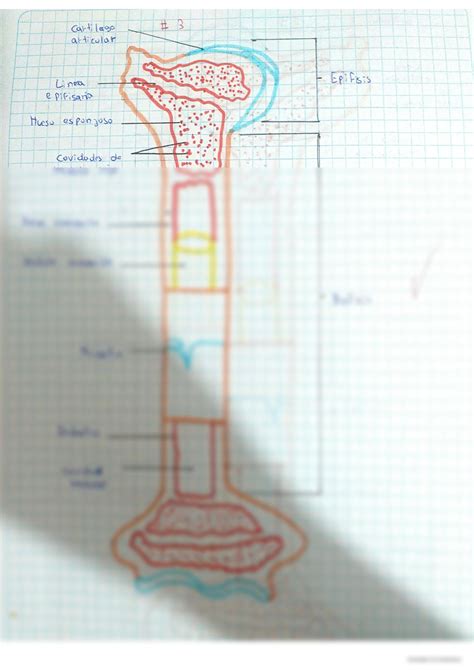 SOLUTION Partes Del Hueso De Pollo Studypool