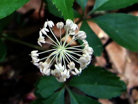 Where In The United States Does Wild Ginseng Root Grow Owlcation