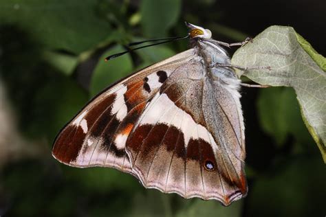 Apatura Iris Gro Er Schillerfalter Purple Emperor Have Als Flickr