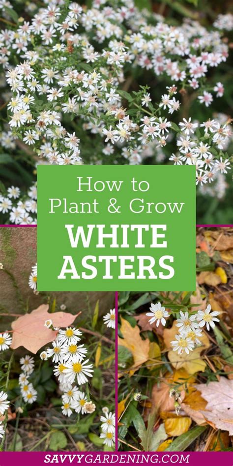 Native White Aster Plants to Add to Your Garden