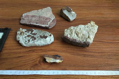 Rocks or fossils? - Fossil ID - The Fossil Forum