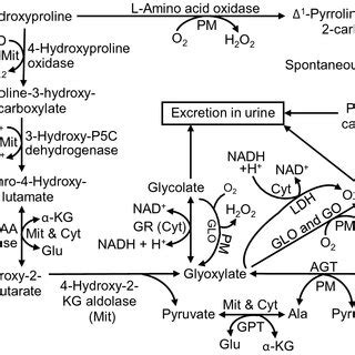 Chemical Structures Of 4 Hydroxyproline And 3 Hydroxyproline In