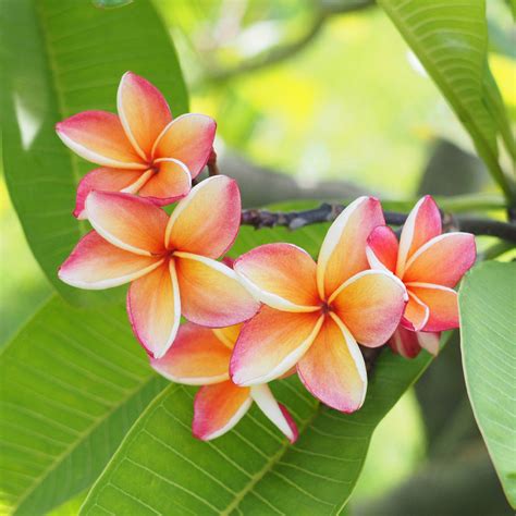 Plumeria Plants For Sale FastGrowingTrees