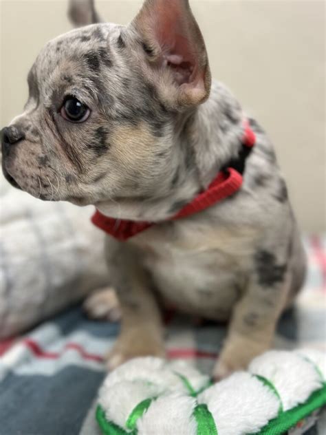 Male Blue Merle French Bulldog Puppies for Sale Archives - The French ...