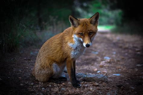 Foxy Lady Fox Foxy Red Fox