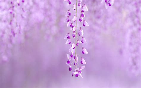 Cute Purple Wallpapers Wallpaper Cave