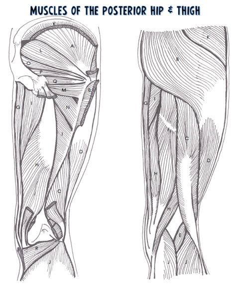 Muscles Of The Posterior Hip And Thigh Diagram Quizlet