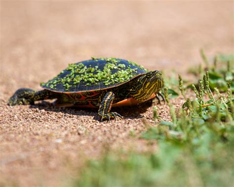 Brown Turtle · Free Stock Photo