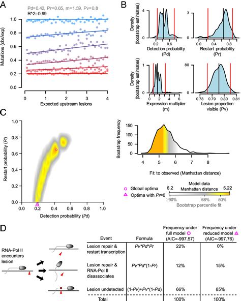 Dna Lesion Bypass And The Stochastic Dynamics Of Transcription Coupled