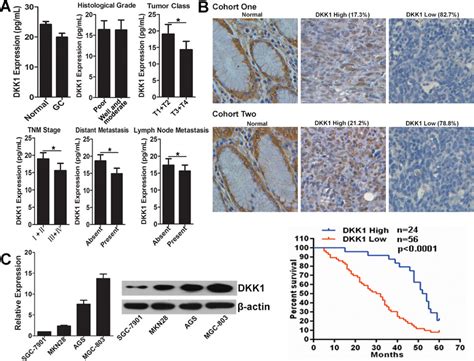 DKK1 Expression Pattern In GC A The Serum Level Of DKK1 Protein In