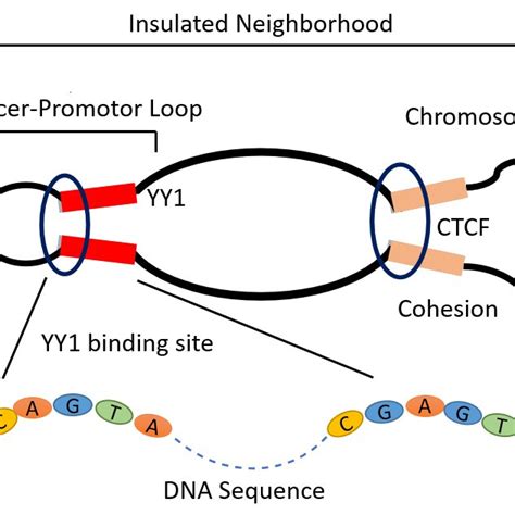 The Generic Phenomenon Of Chromatin Loop Formation Due To The