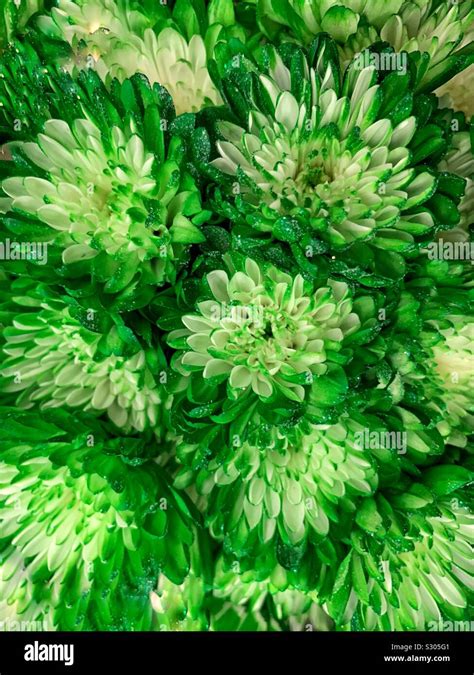 Green carnations hi-res stock photography and images - Alamy