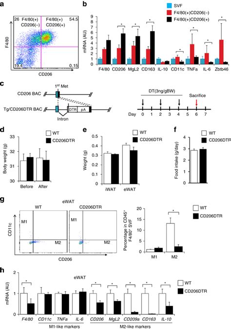 Characterization Of Cd206 Atms A Representative Flow Cytometry