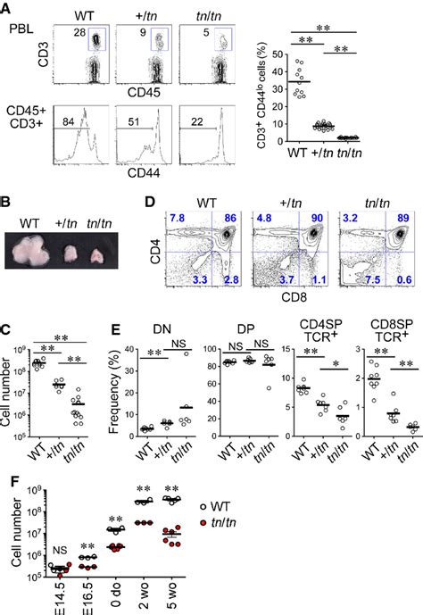 The Thymic Cortical Epithelium Determines The Tcr Repertoire Of Il‐17