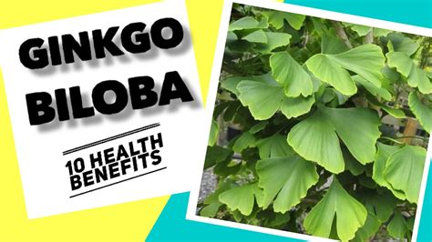 10 Health Benefits Of Ginkgo Herbal Medicine Youtube