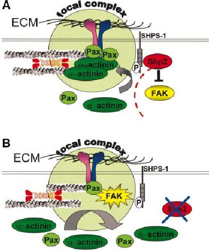 Model For The Effects Of Shp2 And FAK During The Formation Of