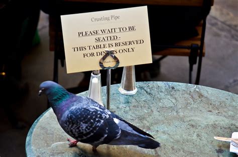 Illiterate Pigeon Covent Garden London UK John Morrill Flickr