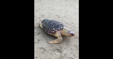 Tartaruga marinha é encontrada morta na praia de Cabeçudas em Itajaí