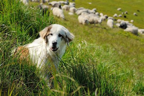 Sheepdog And Sheep Stock Image Colourbox