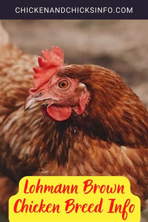 Lohmann Brown Chicken Breed Info - Chicken & Chicks Info