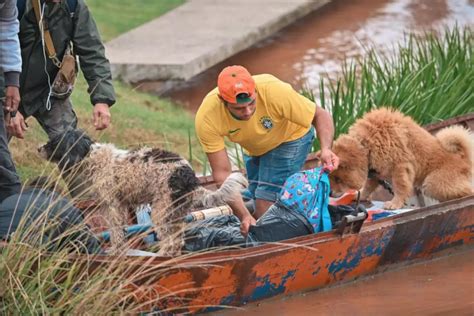 Mais de 10 mil animais já foram resgatados das enchentes do RS Gazeta