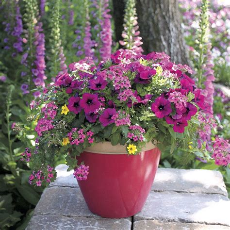 Mom S Chosen One Annual Plant Combination Pack Of Container