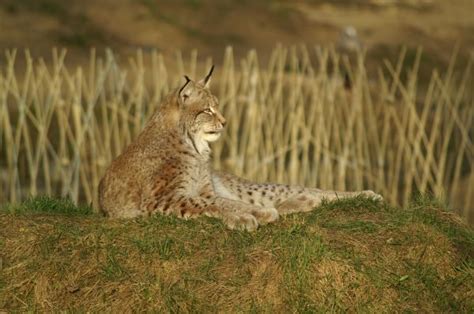 Free Images Grass Prairie Wildlife Fauna Cheetah Whiskers