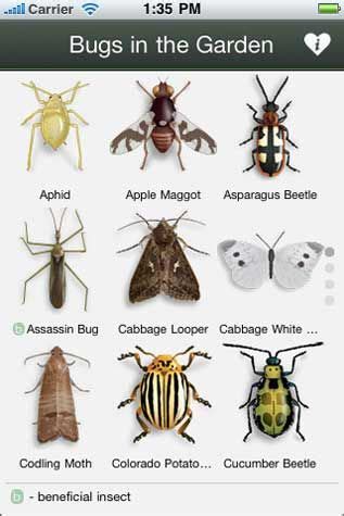 Bad Garden Pests Identifying And Controlling Garden Bugs Garden Bugs