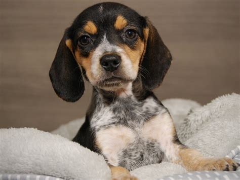 Beagle Coonhound Mix Puppies