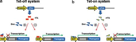 2 Tetracycline (tet)-controlled transcriptional regulation systems. ( a ...