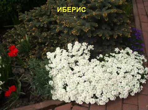Вот такие красивые клумбы сделали дачники из почвопокровных растений ...