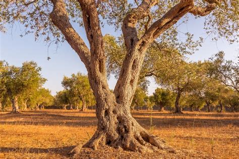 Italia Regi N De Puglia Detalle De Olivo Centenario Foto Premium