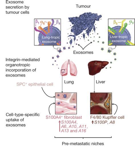 Exosomes Give Directions To Metastatic Sites Exosome Rna