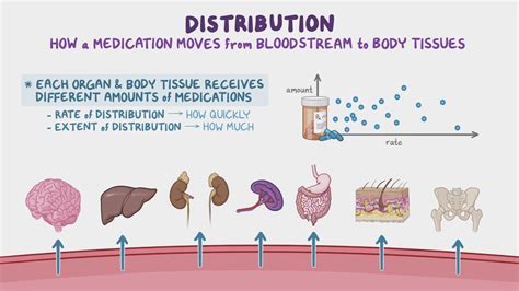 Pharmacokinetics Distribution Nursing Pharmacology Osmosis Video