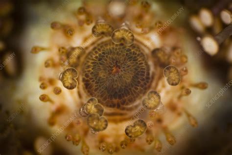 Sea urchin mouth - Stock Image - C010/9333 - Science Photo Library