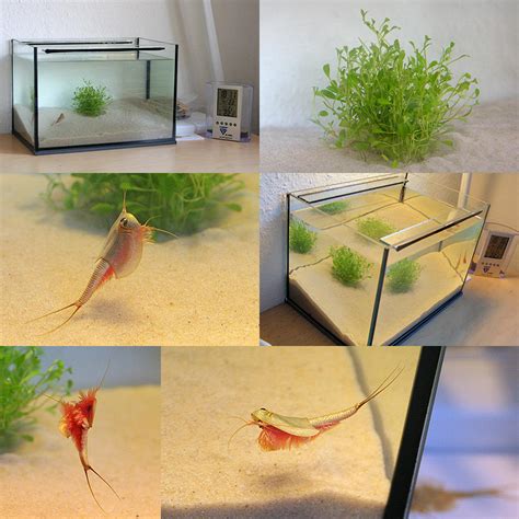 My Triops - New Tank by h3nkku on DeviantArt