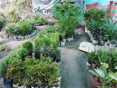 Shri Kisan Nursery India Gardening Directory