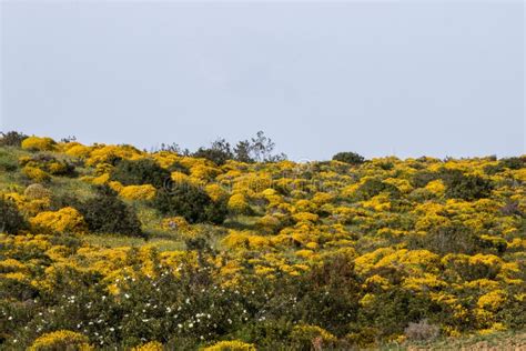 Landscape With Ulex Densus Shrubs Stock Photo Image Of Outdoor