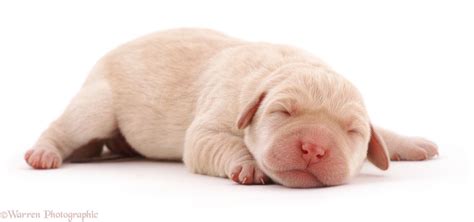 Newborn Puppies Little Baby Baby Golden Retriever / 937+ Cute {Puppy ...