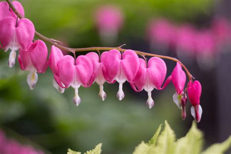 Photography Of Pink Petaled Flowers Bleeding Hearts Hd Wallpaper