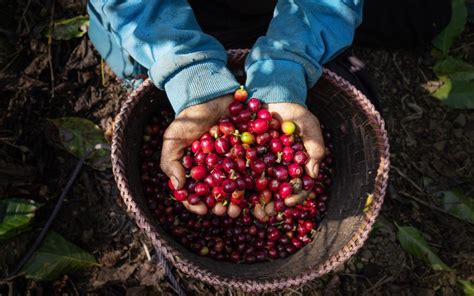 Anatomía de la cereza del café Coffee Tour Puerto Rico