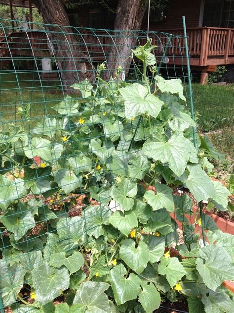 Wiring Cucumbers Trellis
