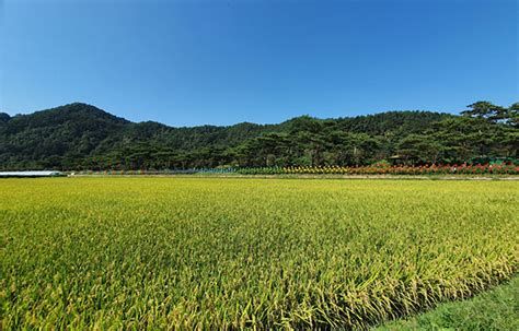 용궁면행정복지센터 회룡포 일원에 바람개비 설치 예천e희망뉴스