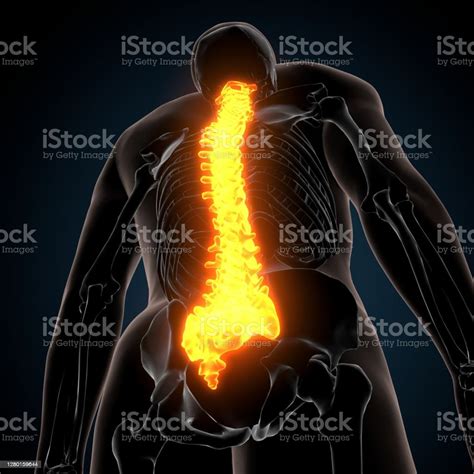 Foto De Renderização 3d De Esqueleto Humano Anatomia Óssea Espinhal E Mais Fotos De Stock De