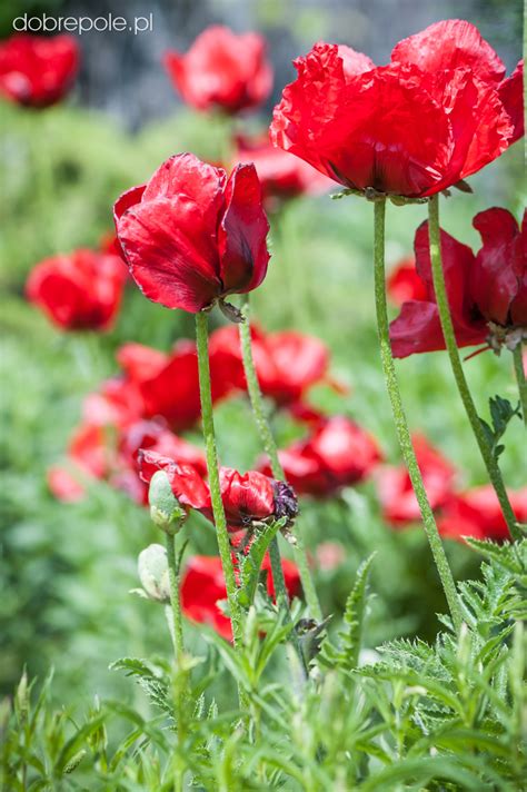 Szk Ka Bylin Dobrepole Papaver Orientale Beauty Of Livermere Mak