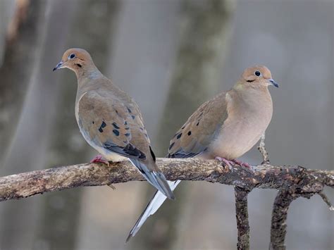 Mourning Dove Bird Facts Zenaida Macroura Birdfact